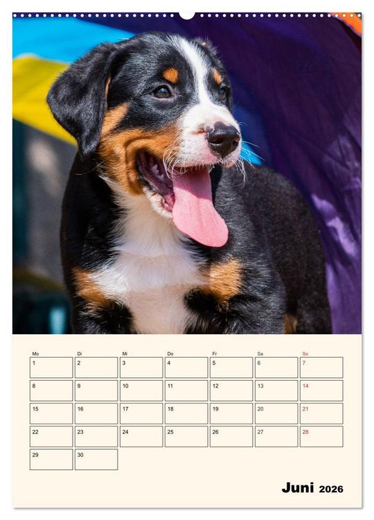 Produktbild: Appenzeller Sennenhund - Mit Plan durch das Jahr (hochwertiger Premium Wandkalender 2026 DIN A2 hoch), Kunstdruck in Hochglanz