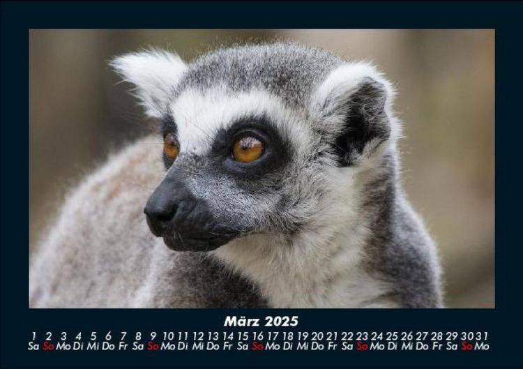 Produktbild: Welt der Tiere 2025 Fotokalender DIN A5