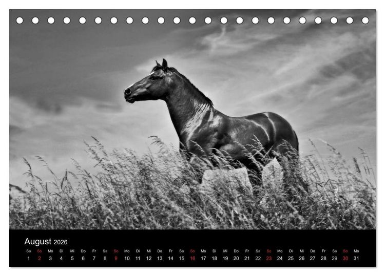 Produktbild: Pferde 2026 Wild Thing (Tischkalender 2026 DIN A5 quer), CALVENDO Monatskalender