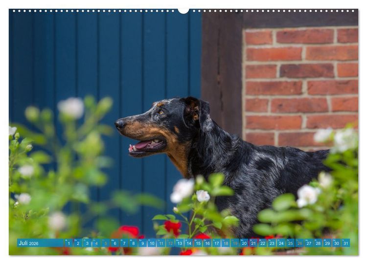 Produktbild: Der Beauceron (hochwertiger Premium Wandkalender 2026 DIN A2 quer), Kunstdruck in Hochglanz