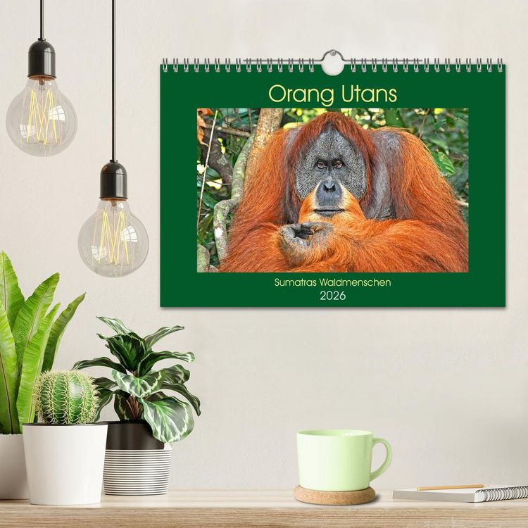 Produktbild: Orang Utans Sumatras Waldmenschen (Wandkalender 2026 DIN A4 quer), CALVENDO Monatskalender