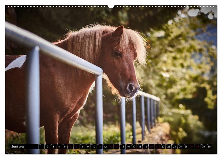 Produktbild: Shetlandpony Kalender (hochwertiger Premium Wandkalender 2026 DIN A2 quer), Kunstdruck in Hochglanz
