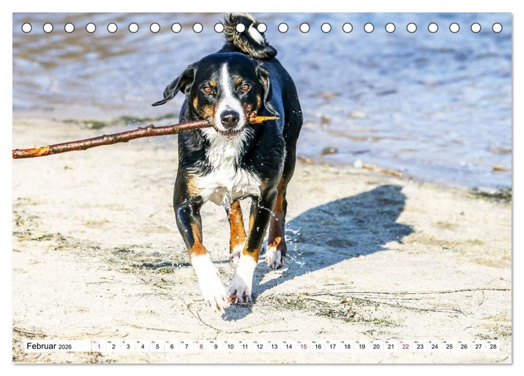 Produktbild: Appenzeller Sennenhunde (Tischkalender 2026 DIN A5 quer), CALVENDO Monatskalender