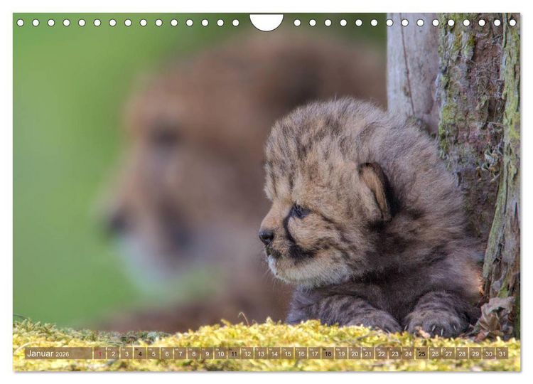 Produktbild: Raubkatzenkinder (Wandkalender 2026 DIN A4 quer), CALVENDO Monatskalender