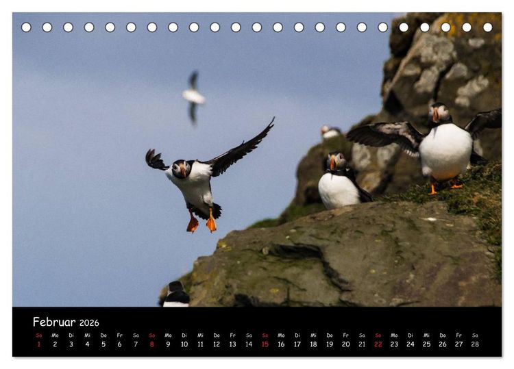 Produktbild: Die Papageientaucher von Mykines (Tischkalender 2026 DIN A5 quer), CALVENDO Monatskalender