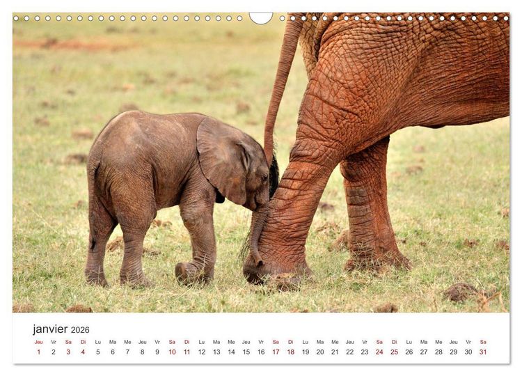 Produktbild: &Eacute;l&eacute;phants en Afrique (Calendrier mural 2026 DIN A3 vertical), CALVENDO calendrier mensuel