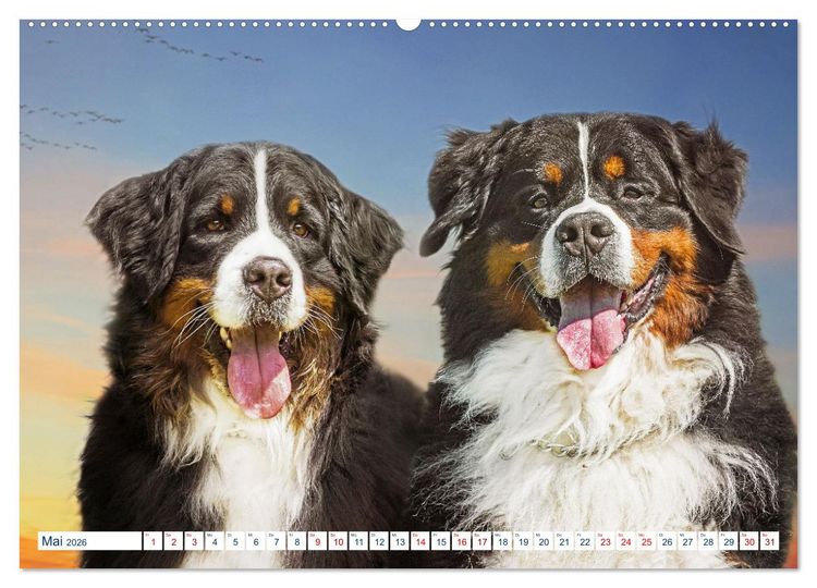 Produktbild: Berner Sennenhund - Ein Traum auf vier Pfoten (Wandkalender 2026 DIN A2 quer), CALVENDO Monatskalender