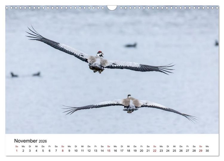 Produktbild: Kraniche im Erzgebirge (Wandkalender 2026 DIN A3 quer), CALVENDO Monatskalender