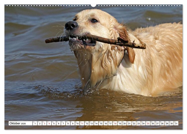 Produktbild: Golden Retriever ein treuer Begleiter (Wandkalender 2026 DIN A2 quer), CALVENDO Monatskalender