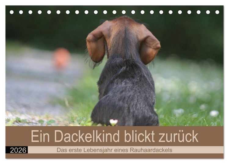 Produktbild: Ein Dackelkind blickt zur&uuml;ck (Tischkalender 2026 DIN A5 quer), CALVENDO Monatskalender