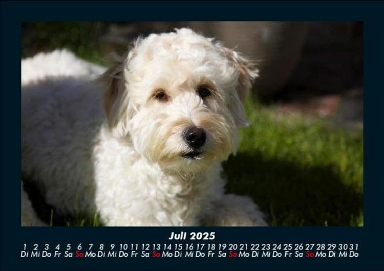 Produktbild: Welpen 2025 Fotokalender DIN A5