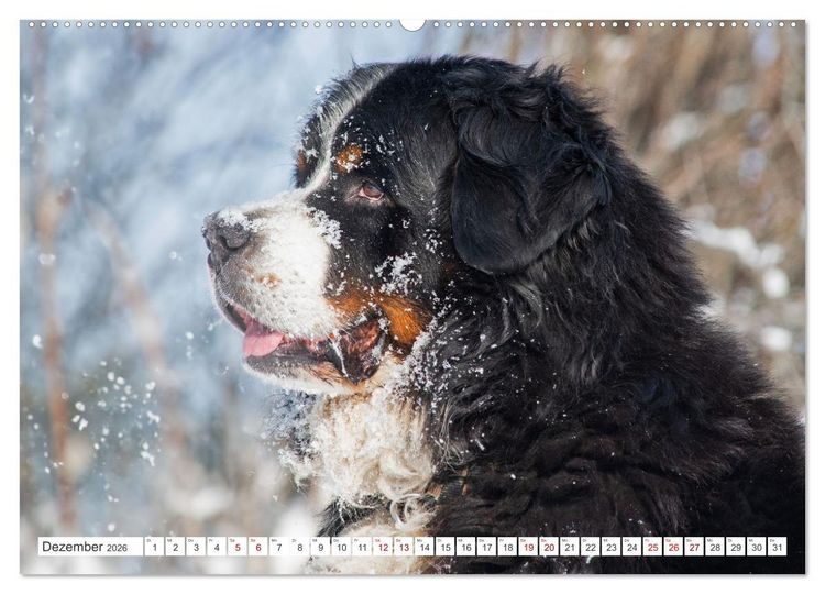Produktbild: Berner Sennenhund - Der beste Freund f&uuml;rs Leben (hochwertiger Premium Wandkalender 2026 DIN A2 quer), Kunstdruck in Hochglanz