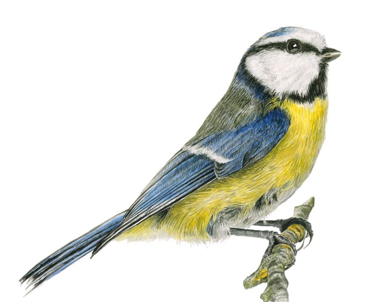 Produktbild: Inspiriert von der Natur: Anna Masons Aquarellwelt