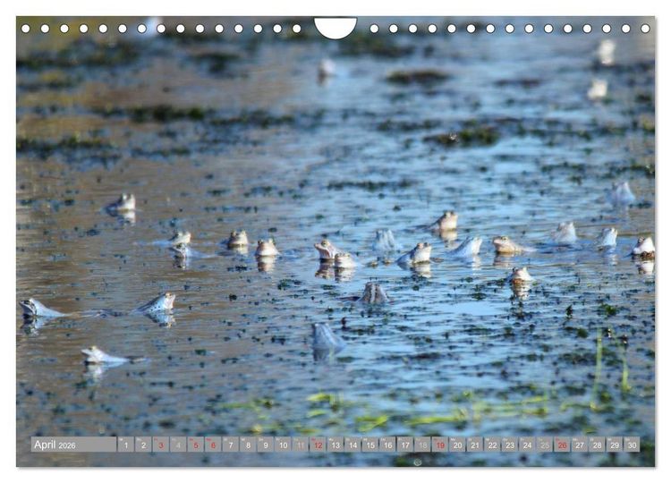 Produktbild: Pietzmoor - ein Hochmoor in der L&uuml;neburger Heide (Wandkalender 2026 DIN A4 quer), CALVENDO Monatskalender