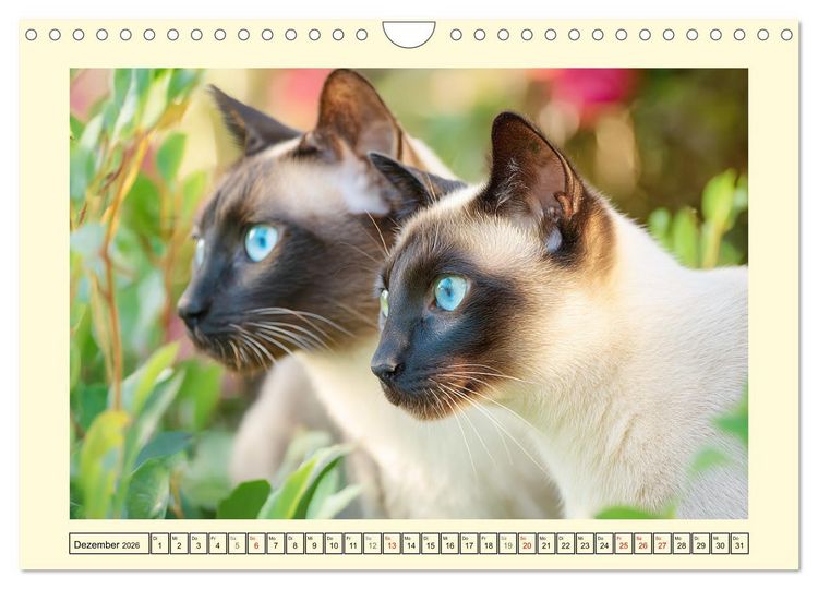 Produktbild: Edle Siamkatzen. Anmut und Charakter im Spiel mit der Natur (Wandkalender 2026 DIN A4 quer), CALVENDO Monatskalender