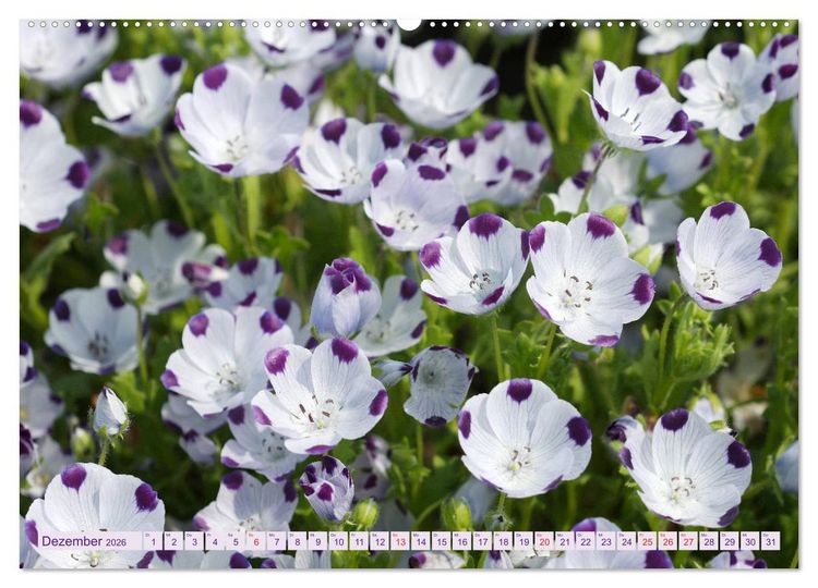 Produktbild: Wundersch&ouml;ne Wildblumen (Wandkalender 2026 DIN A2 quer), CALVENDO Monatskalender