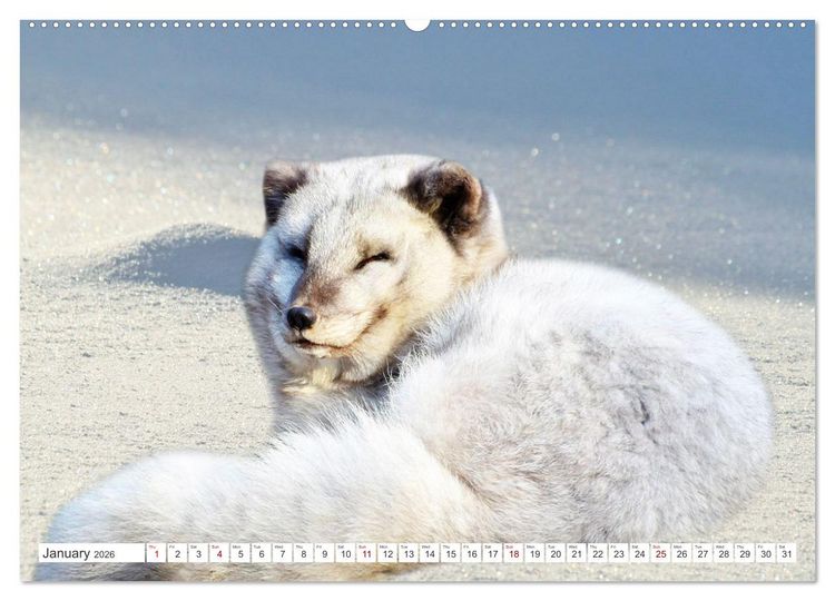 Produktbild: Wildlife of the Tundra (High Quality Premium Wall Calendar 2026 DIN A2 landscape),CALVENDO 12 Month Wall Calendar