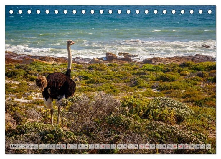 Produktbild: S&uuml;dafrika: Kapstadt, Garden Route und Cape Winelands (Tischkalender 2026 DIN A5 quer), CALVENDO Monatskalender