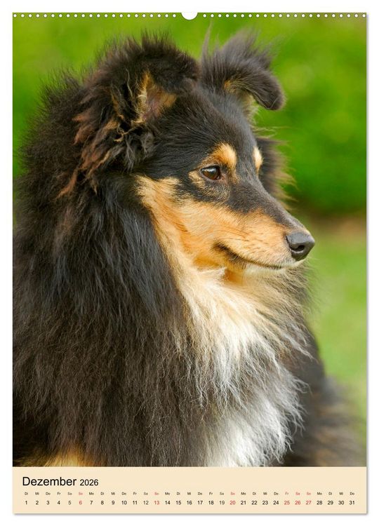Produktbild: Sheltie - Wirbelwind auf 4 Pfoten (Wandkalender 2026 DIN A2 hoch), CALVENDO Monatskalender