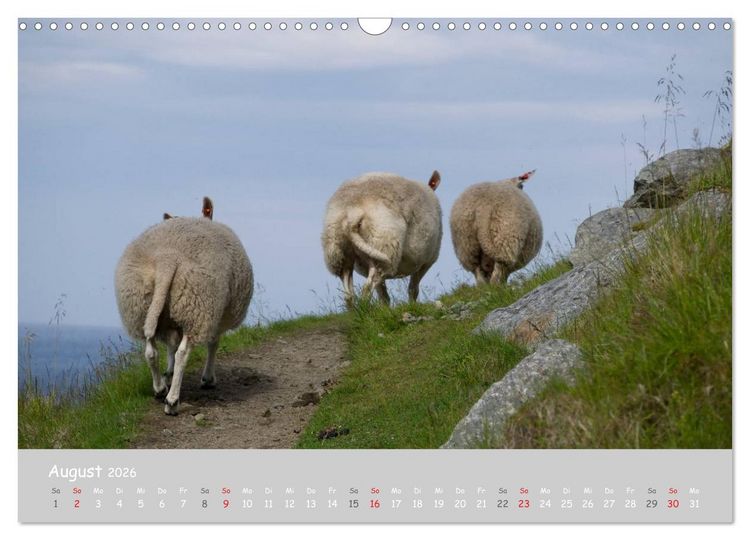 Produktbild: Ganz sch&ouml;n Schaf (Wandkalender 2026 DIN A3 quer), CALVENDO Monatskalender