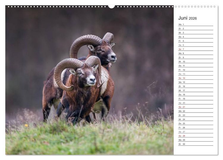 Produktbild: Emotionale Momente: Muffelwild. (Wandkalender 2026 DIN A2 quer), CALVENDO Monatskalender