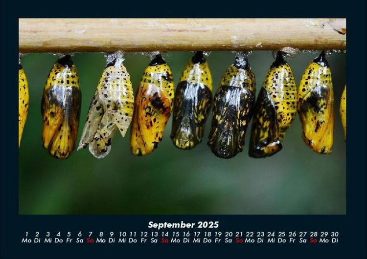 Produktbild: Bunte Pracht der Schmetterlinge 2025 Fotokalender DIN A4