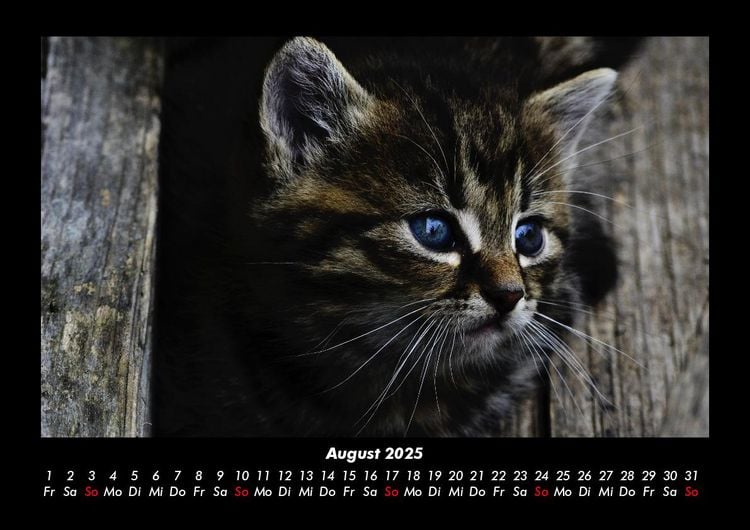 Produktbild: Haustierkalender 2025 Fotokalender DIN A3