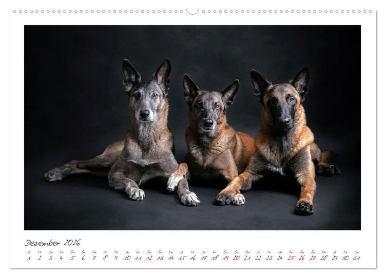 Produktbild: Traumhund Malinois (hochwertiger Premium Wandkalender 2026 DIN A2 quer), Kunstdruck in Hochglanz