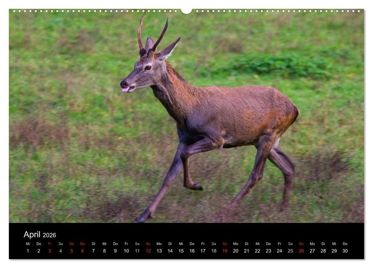 Produktbild: Der Rothirsch, K&ouml;nig der W&auml;lder (hochwertiger Premium Wandkalender 2026 DIN A2 quer), Kunstdruck in Hochglanz
