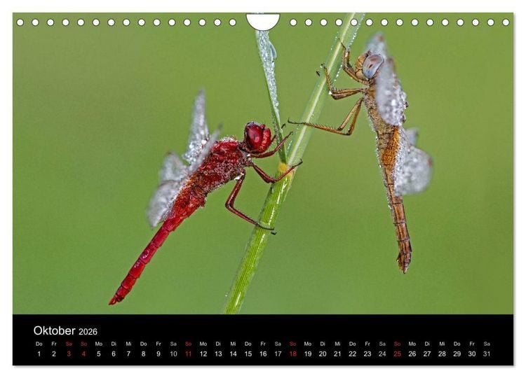 Produktbild: Libellen im Ried (Wandkalender 2026 DIN A4 quer), CALVENDO Monatskalender