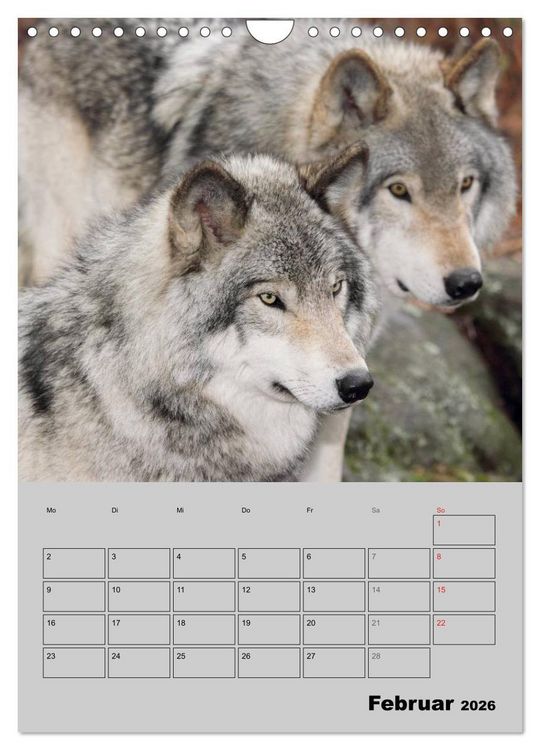 Produktbild: Wolf-Gesichter (Wandkalender 2026 DIN A4 hoch), CALVENDO Monatskalender