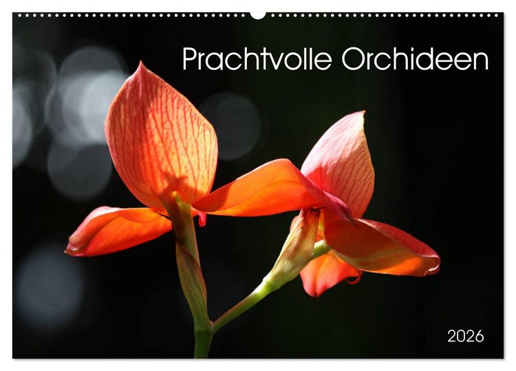Produktbild: Prachtvolle Orchideen (Wandkalender 2026 DIN A2 quer), CALVENDO Monatskalender