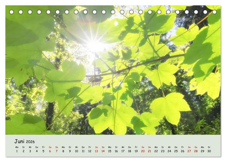 Produktbild: Waldbaden - Durch Achtsamkeit zu einer besseren Gesundheit (Tischkalender 2026 DIN A5 quer), CALVENDO Monatskalender