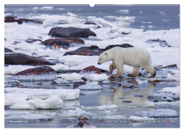 Produktbild: AN DER HUDSON BAY (Wandkalender 2026 DIN A2 quer), CALVENDO Monatskalender