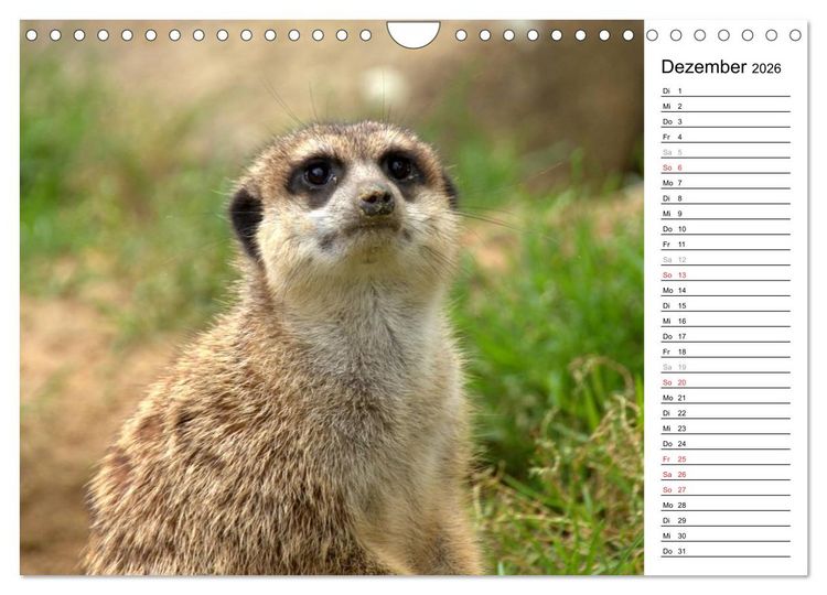 Produktbild: Erdm&auml;nnchen - Die Kobolde im Tierreich (Wandkalender 2026 DIN A4 quer), CALVENDO Monatskalender