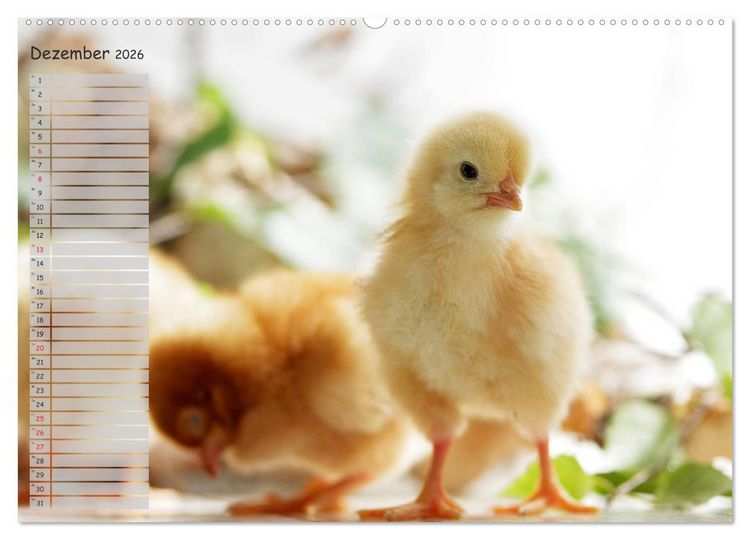 Produktbild: Tierisches aus der K&uuml;ken-Welt (Wandkalender 2026 DIN A2 quer), CALVENDO Monatskalender