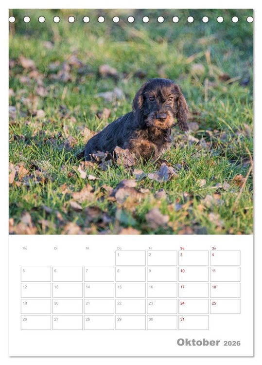 Produktbild: Dackelportraits (Tischkalender 2026 DIN A5 hoch), CALVENDO Monatskalender
