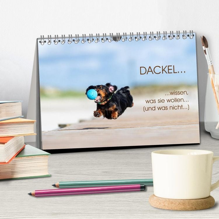 Produktbild: DACKEL... wissen was sie wollen... (und was nicht...) (Tischkalender 2026 DIN A5 quer), CALVENDO Monatskalender