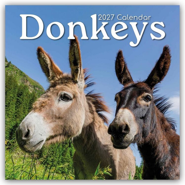 Produktbild: Donkeys &ndash; Esel 2027 &ndash; 16-Monatskalender