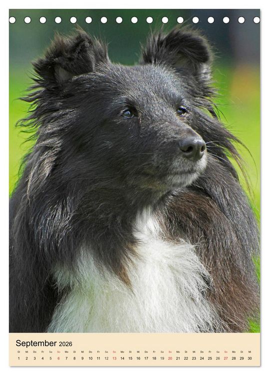 Produktbild: Sheltie - Wirbelwind auf 4 Pfoten (Tischkalender 2026 DIN A5 hoch), CALVENDO Monatskalender