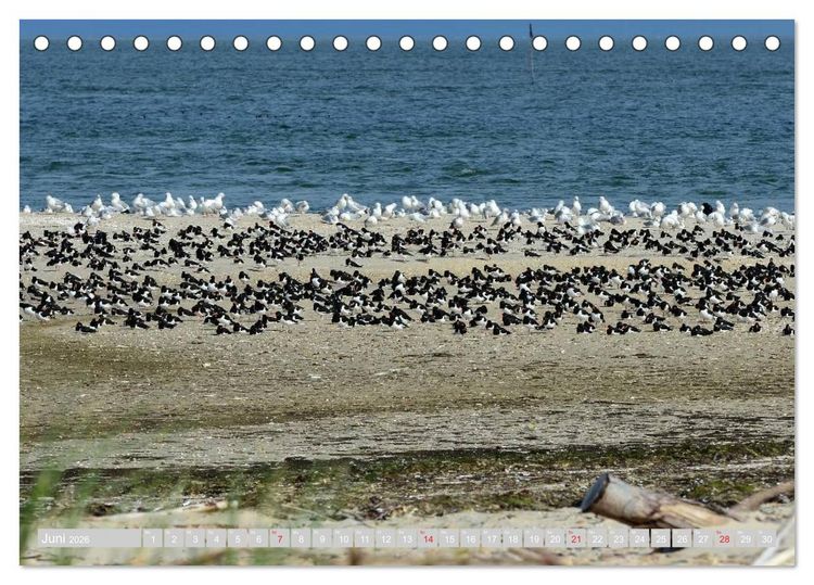 Produktbild: Amrum, die Perle in der Nordsee (Tischkalender 2026 DIN A5 quer), CALVENDO Monatskalender