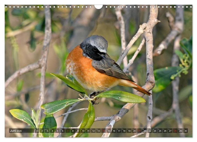 Produktbild: Heimische Singv&ouml;gel in Feld und Flur (Wandkalender 2026 DIN A3 quer), CALVENDO Monatskalender