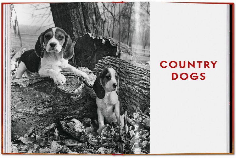 Produktbild: Walter Chandoha. Dogs. Photographs 1941&ndash;1991