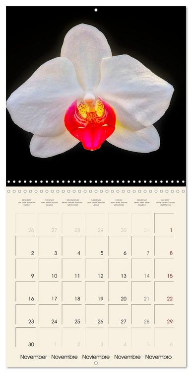Produktbild: Butterfly orchids in high fidelity (Wall Calendar 2026 12 &times; 12 Inch) CALVENDO 12 Month Wall Calendar