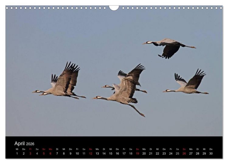 Produktbild: Kranich-Land Brandenburg (Wandkalender 2026 DIN A3 quer), CALVENDO Monatskalender