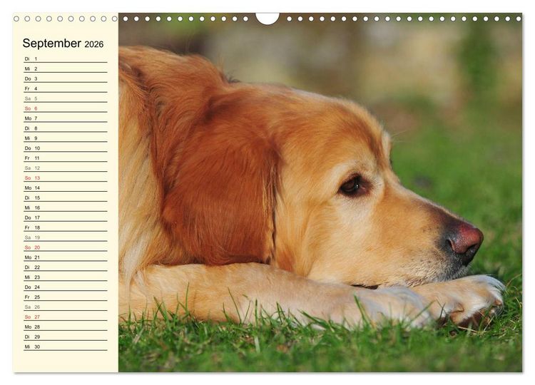 Produktbild: Mein bester Freund - Der Hovawart (Wandkalender 2026 DIN A3 quer), CALVENDO Monatskalender