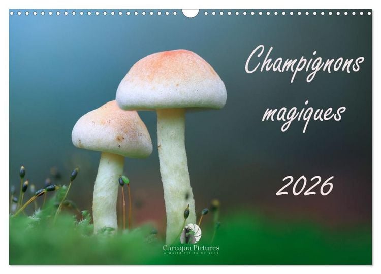Produktbild: Champignons magiques (Calendrier mural 2027 DIN A3 vertical), CALVENDO calendrier mensuel