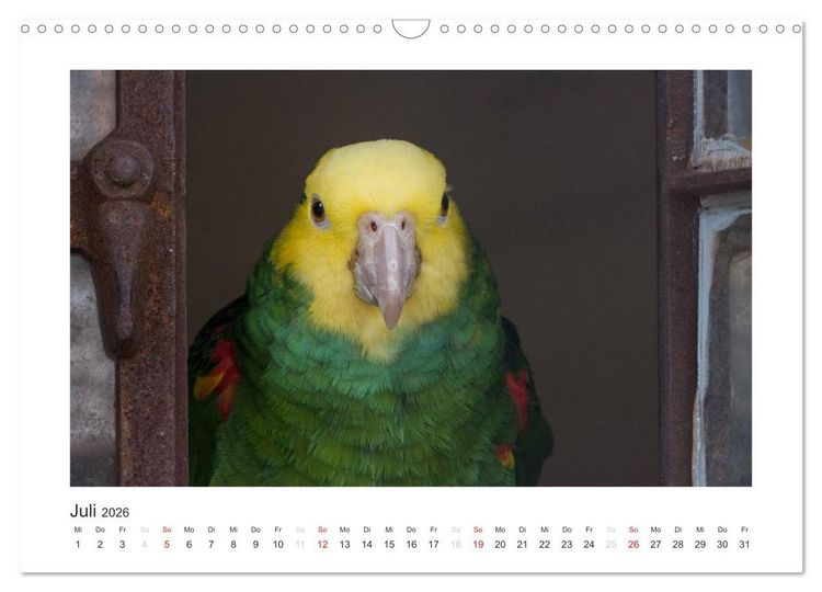 Produktbild: Kunterbunte Papageien und Sittiche (Wandkalender 2026 DIN A3 quer), CALVENDO Monatskalender