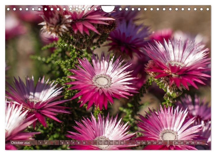 Produktbild: Fynbos - Die einzigartige Flora S&uuml;dafrikas (Wandkalender 2026 DIN A4 quer), CALVENDO Monatskalender