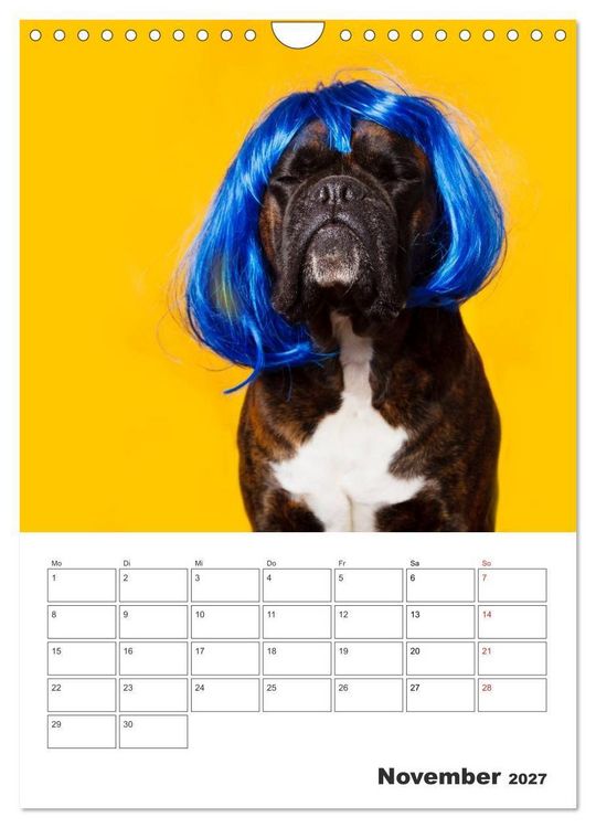 Produktbild: colorful world of boxer 2027 (Wandkalender 2027 DIN A4 hoch), CALVENDO Monatskalender